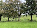 img_2247.jpeg
