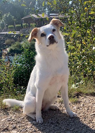 Schulhund-Praktikantin Rosi - ein tierischer Helfer im Schulhaus